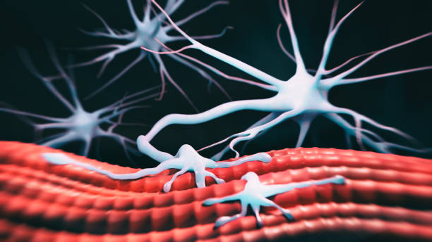 FDA approves nipocalimab, a new FcRn blocker for generalized myasthenia gravis