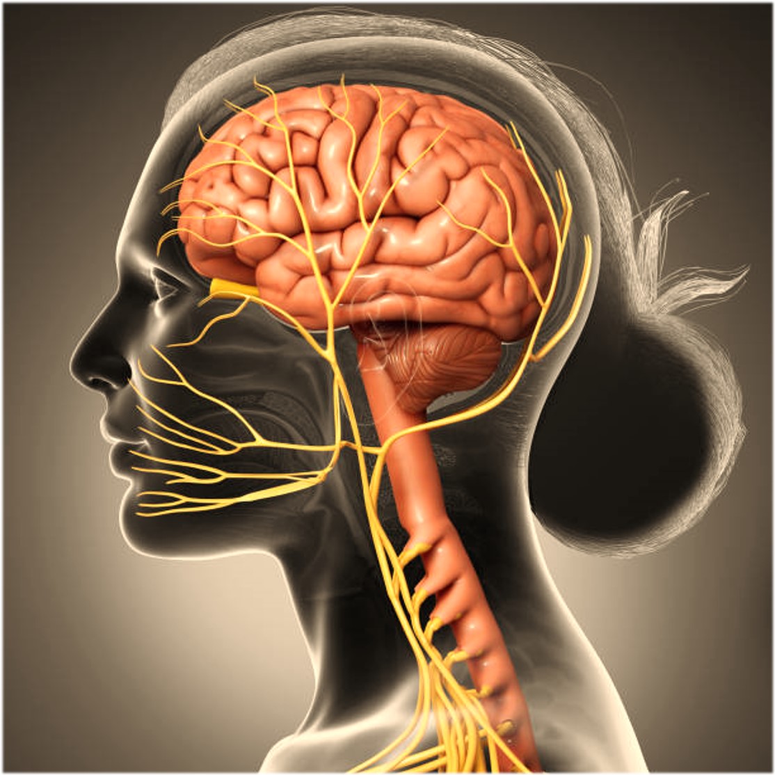 Major pivotal study leads to FDA approval of the Vivistim Paired VNS ...